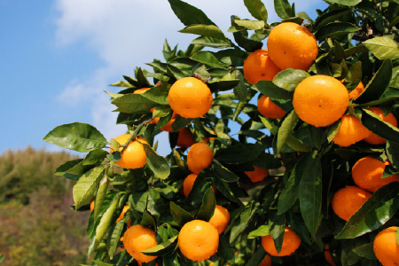 大島みかん〈周防大島町〉
