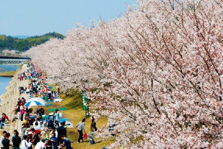 桜並木〈田布施町〉