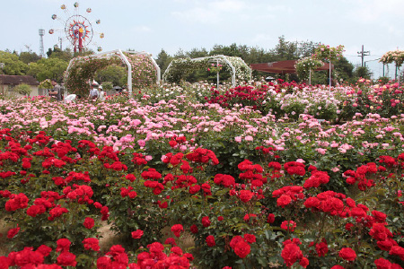  バラ園〈和木町〉