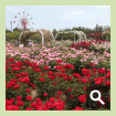バラ園〈和木町〉
